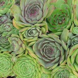 Sempervivum - Dachwurz - Hauswurz